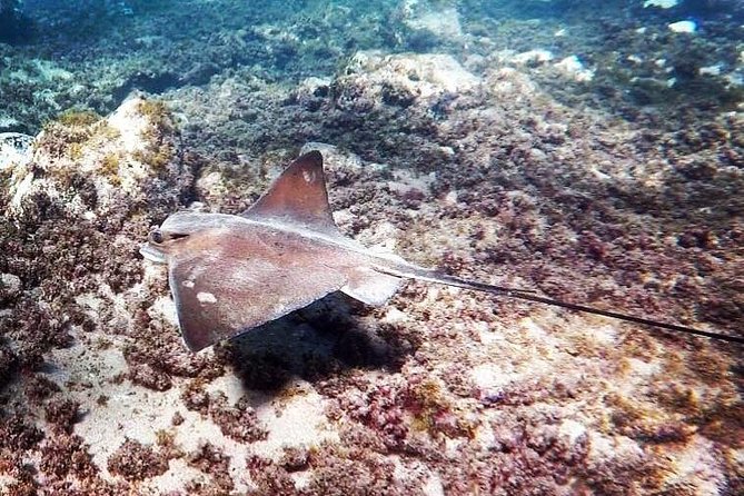 Snorkeling in Gran Canaria With Hotel Pick-Up - Fun for the Family