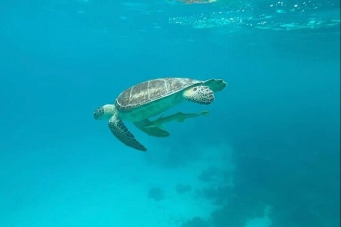 Snorkeling With Sea Scooters and Sea Adventure - Whats Included in the Experience