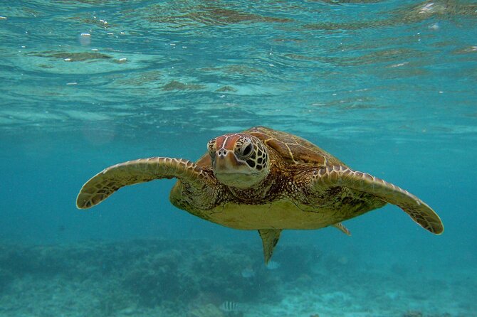 Snorkeling With Sea Turtles in Mirissa (Pickup and Drop Included) - Group Size and Safety