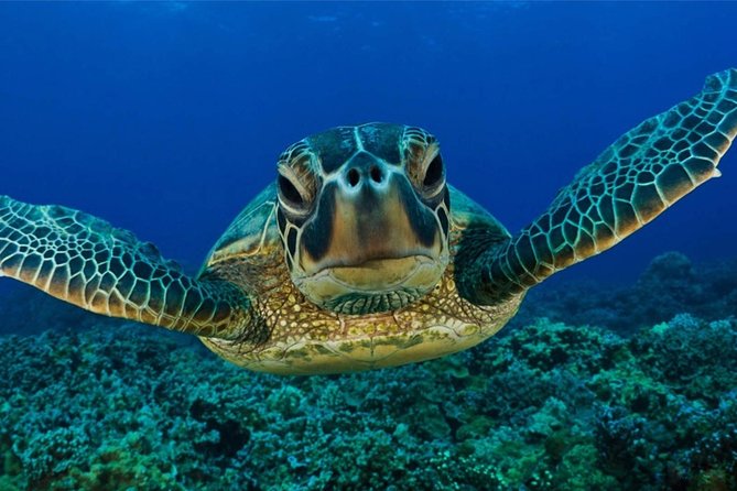 Snorkeling With Turtles in Mirissa - Coral Reef Exploration