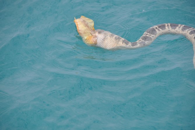 Snubfin Dolphin Eco Cruise From Broome - Tour Experience Highlights
