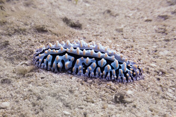South Maui Shore Dive - Inclusions for Participants