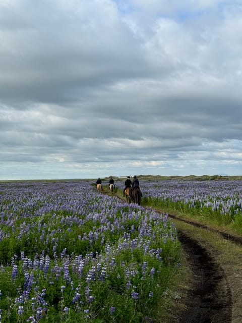 South of Iceland: Black Beach Riding Tour - Safety and Guiding Standards