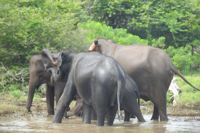 Special Leopards Safari Yala National Park - 04.30 Am to 11.30 Am - Spotting Wildlife in Ecosystem