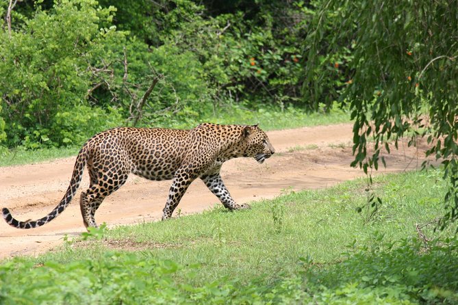 Special Leopards Safari - Yala National Park - 04.30 Am to 11.30 Am - Off-the-Beaten-Path Exploration