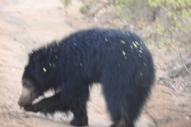 Special Morning Safari -04.30 Am to 11.30 Am - Half Day Safari - Operating Hours