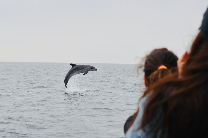 Spring & Autumn Tour: Dolphin Watching - Marine Life and Educational Insights