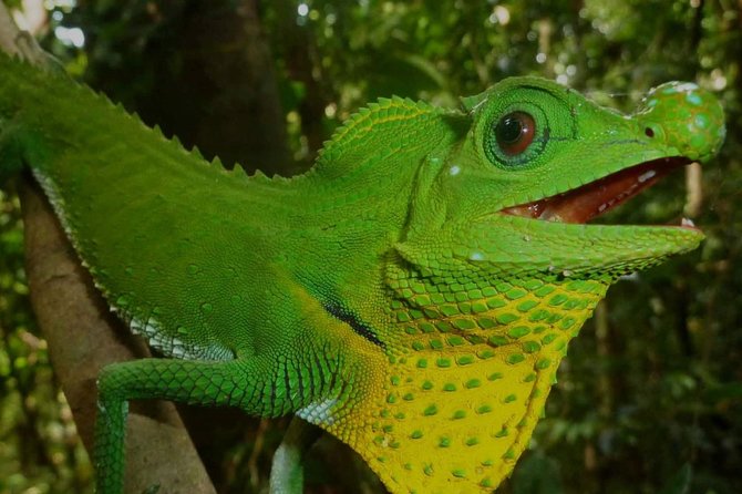 Sri Lanka Sinharaja Rain Forest Tour - Booking Information