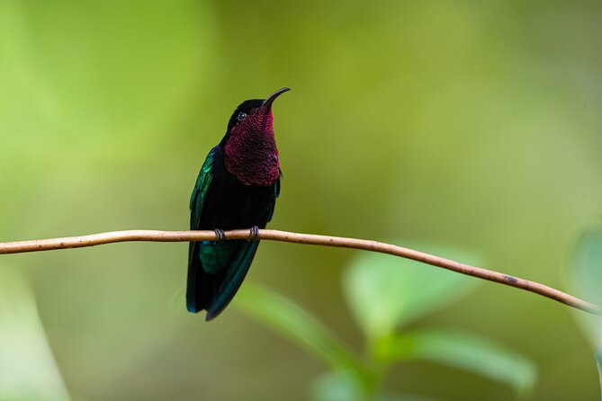 St Lucia Birdwatching Tour at Rainforest Adventures - Meeting Location