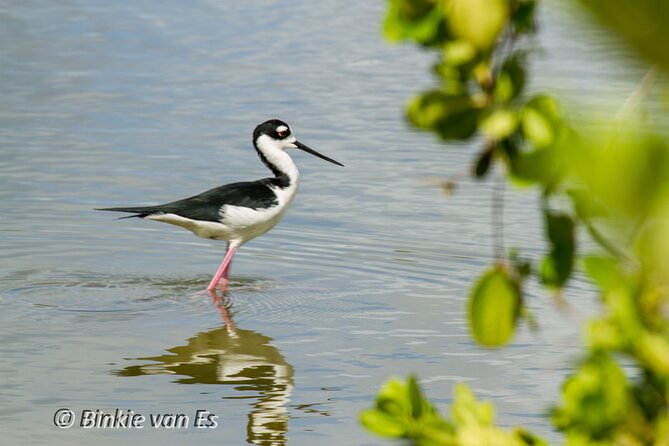 St.Martin - St.Maarten: Small Group, Birding Tour / Bird Watching Tour - Cancellation Policy Explained