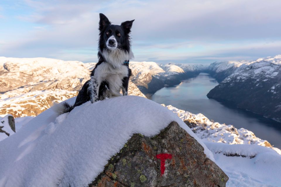 Stavanger: Preikestolen Winter Hike - Guide and Safety