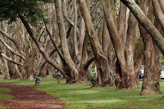 [Stevong Travel] Auckland Highlight Halfday City Tour - Tour Logistics and Requirements
