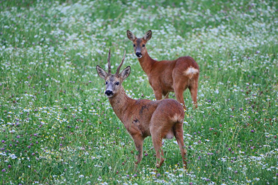 Stockholm: Evening Wildlife Safari With Midsummer Meal - Midsummer Meal Details