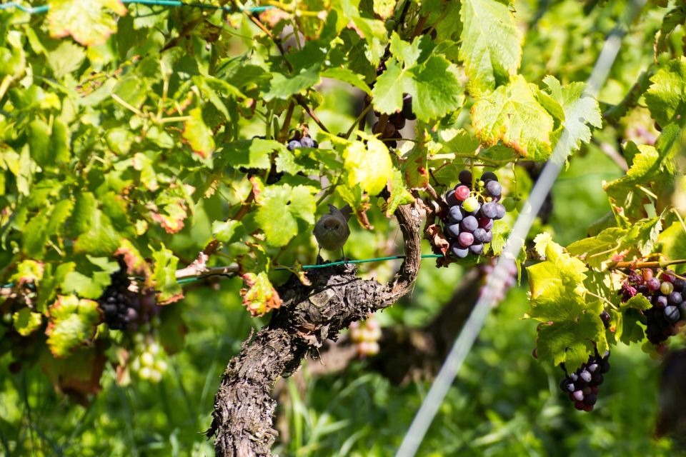 Stuttgart: Guided Vineyards Tour - Booking Information