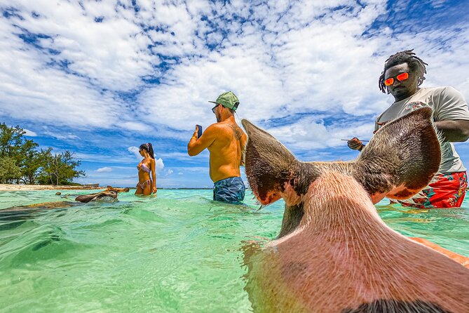 Suncay Swimming Pigs Adventure With Lunch at Pigs Beach - Participant Experiences