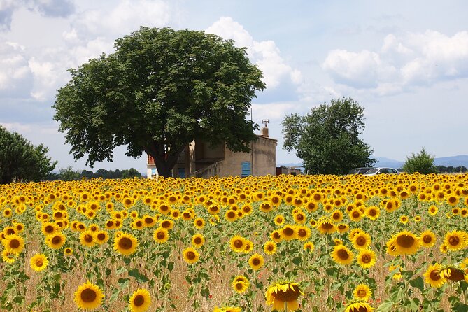 Sunset Lavender Tour From Aix-En-Provence - Customer Feedback and Ratings