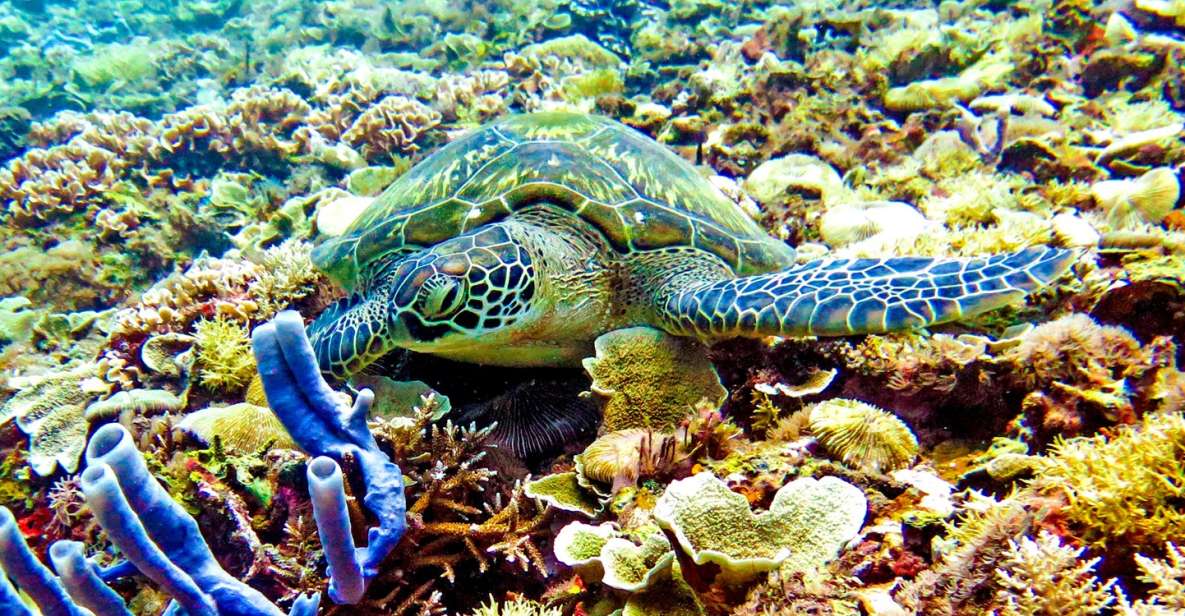 Sunset Snorkling Trip - Inclusions and Equipment