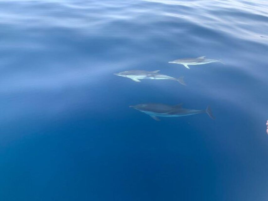 Sunset Tour in Search of Dolphins With Aperitif - Inclusions and Amenities