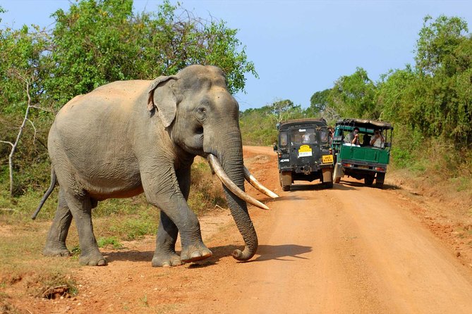 Super Luxury Jeep Safari at Yala National Park - Inclusions of the Tour