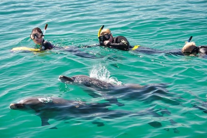 Swim With Wild Dolphins Day Tour - Experience Highlights