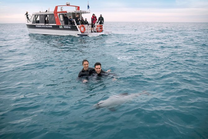 Swimming With Wild Dolphins in Akaroa - The Tour Experience