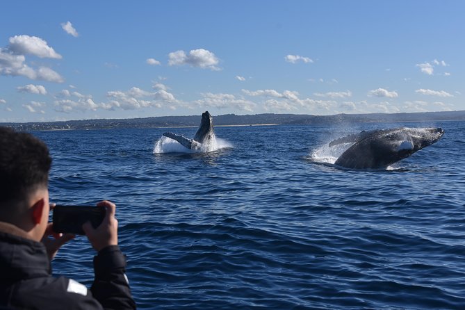 Sydney Whale-Watching by Speed Boat - Reviews and Experiences