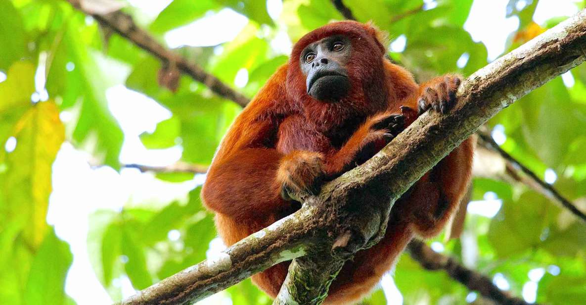 Tambopata: Multi-Day Amazon Rainforest Tour With Local Guide - Wildlife Observation