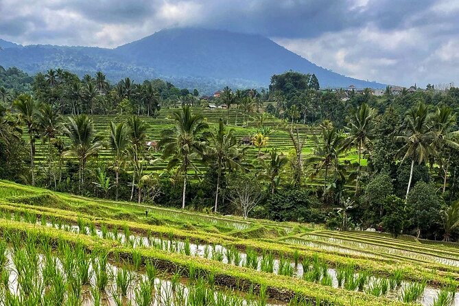 Tanah Lot - Ulun Danu Beratan Temple - Scenic Countryside Tour - Meeting and Pickup Details