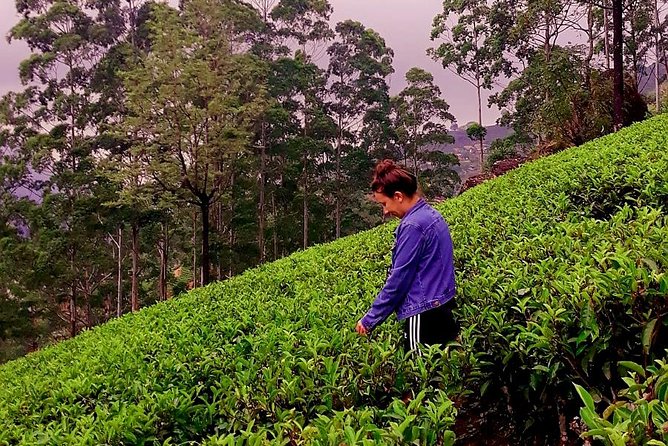Tea Factories And Waterfalls Tour - Detailed Itinerary
