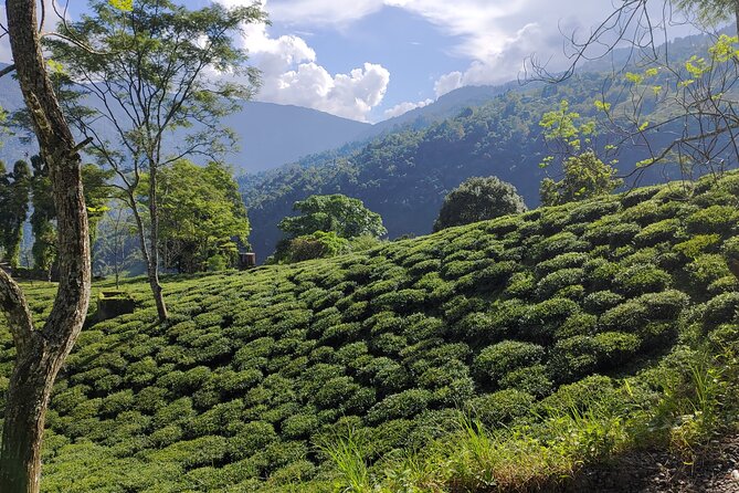 Tea Pluckers Day - Cultural Significance of Tea Plucking