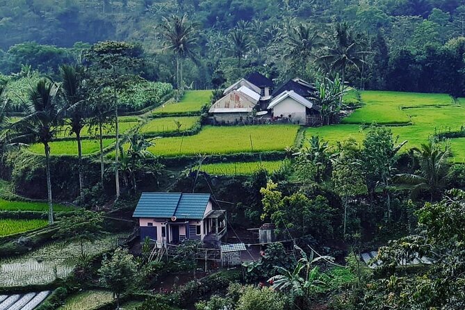 Tetebatu Cycling Tour | Rice Terraces, Waterfall, And Monkey Forest - Traveler Reviews and Experiences