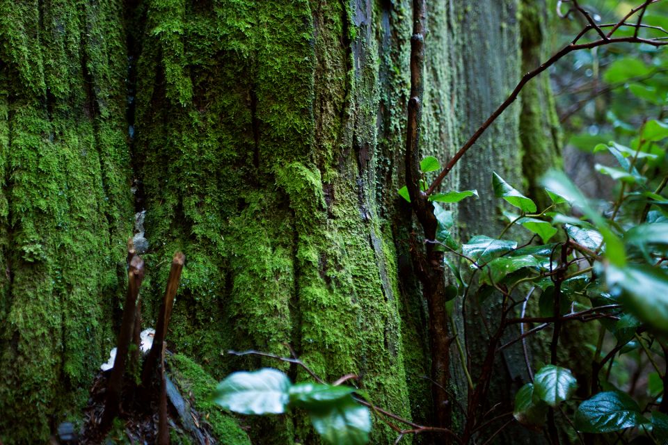 The Dark Secrets of Stanley Park Tour - Important Information