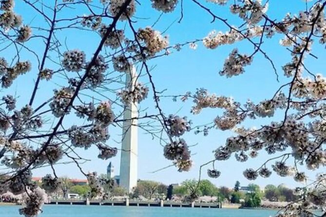 The DC Cherry Blossom Tour - Booking Your Tour