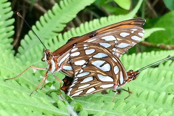 The Maui Butterfly Farm Tour! - Interactive Tour Activities