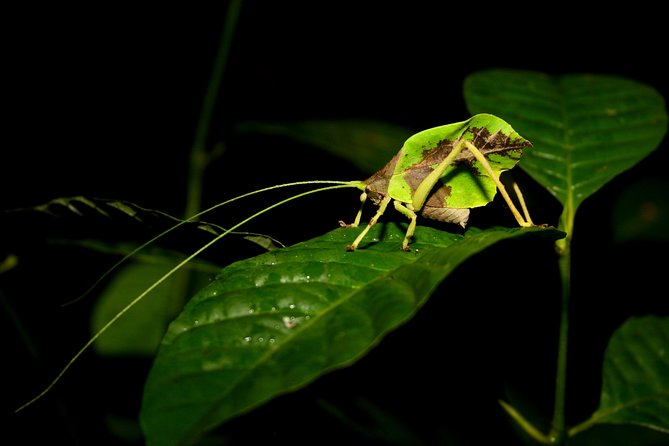 The Night Tour With Tracie the Bug Lady - Safety and Health Considerations