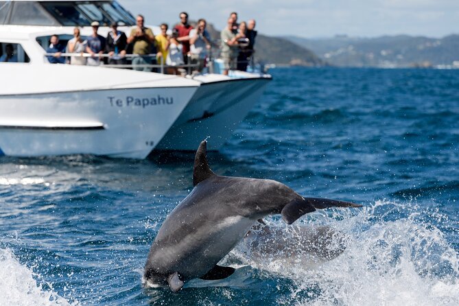 The Original Full Day Bay of Islands Cruise With Dolphins - Itinerary Details