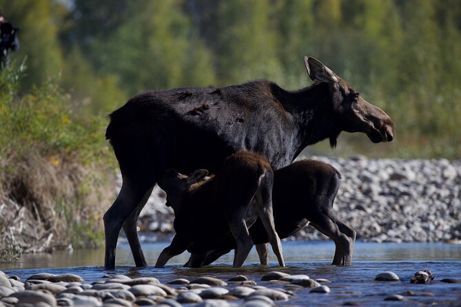 The Premier Wildlife Tours in Rocky Mountain National Park - Detailed Itinerary and Duration