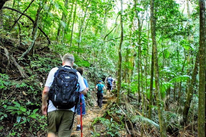 Tijuca Forest Half-Day Hike (Small Group or Private) - Wildlife Spotting Opportunities