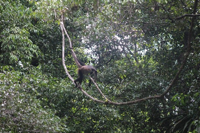 Tikal VIP Small Group Tour From Flores Or Tikal - Cultural Insights