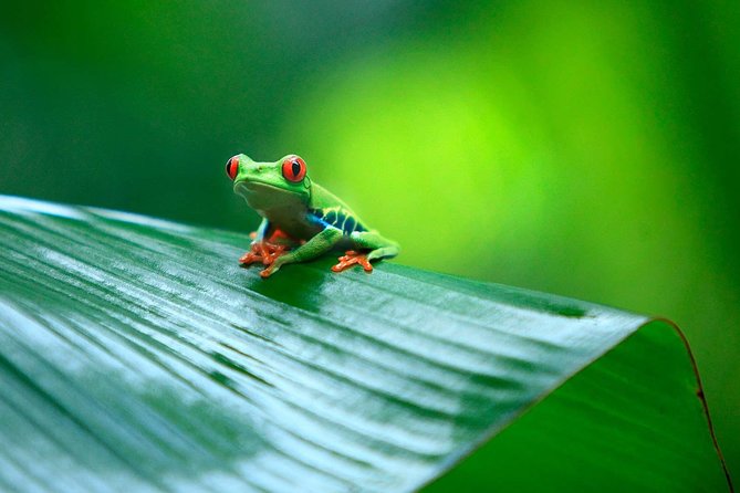 Tortuguero National Park and Canals Day Trip From San Jose - Tips for a Successful Visit