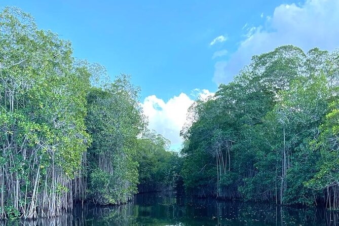 Tour to Black River and YS Falls - Accessibility Information