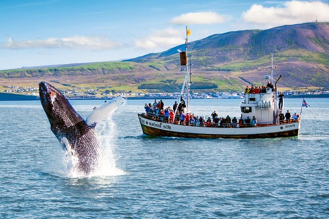 Traditional Oak Ship Whale Watching Tour From Husavik - Confirmation and Booking