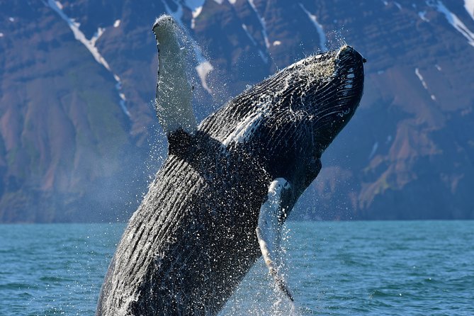 Traditional Whale Watching Tour From Húsavík - Meet the Nature Guides