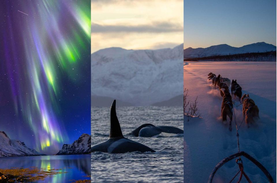 Tromsø 3-Days Whale Watching, Northern Lights & Dog Sledding - Experience Highlights