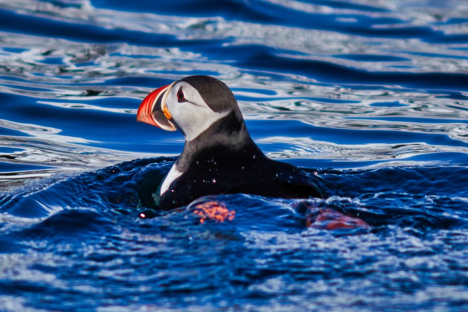 Tromso: Private RIB Speedboat Tour of Hella - Wildlife and Nature Highlights