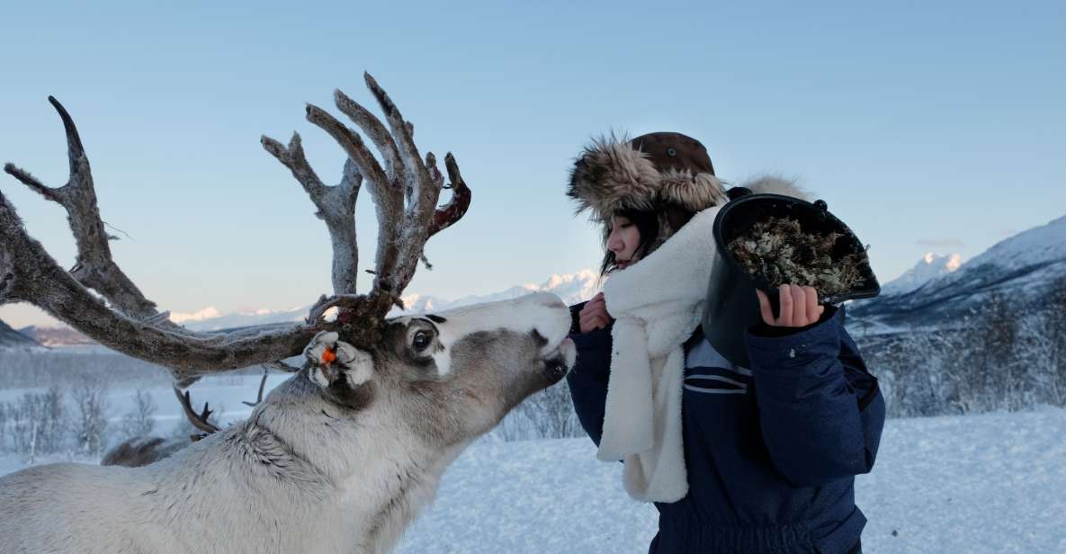 Tromsø: Reindeer Feeding and Sami Cultural Experience - Included Features