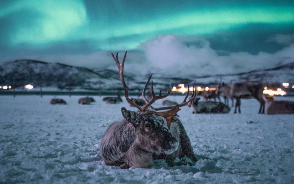 Tromsø: Reindeer Feeding With Chance of Northern Lights - Traditional Sami Dinner