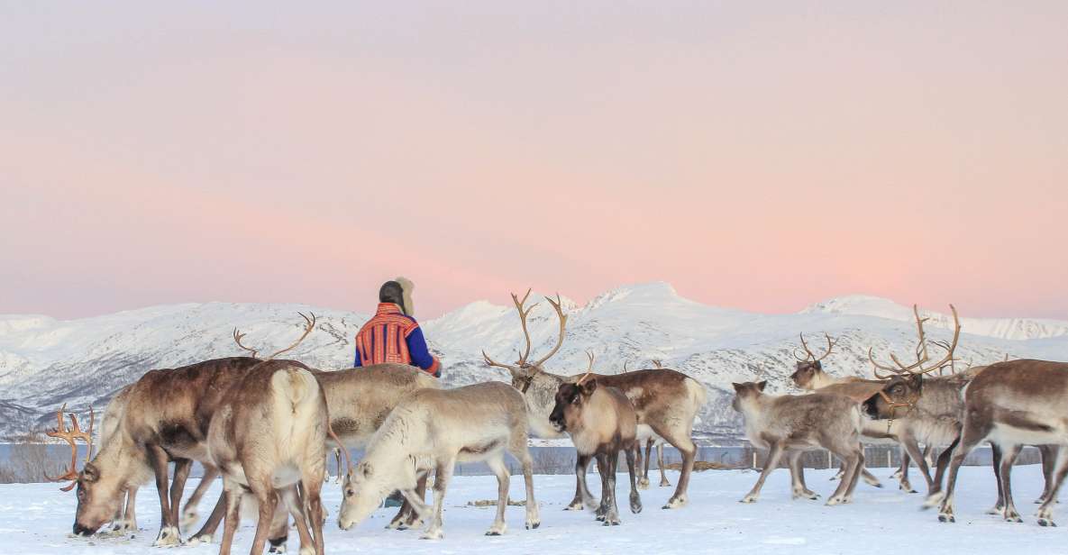 Tromsø: Reindeer Ranch and Sami Cultural Tour With Lunch - Experience Highlights