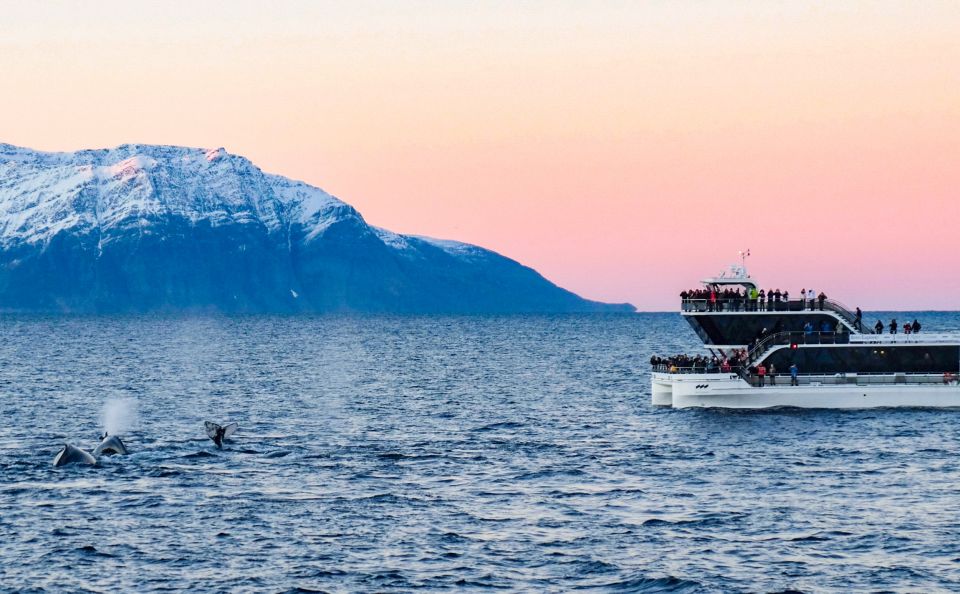 Tromsø: Whale Watching Tour by Hybrid-Electric Catamaran - Itinerary Details