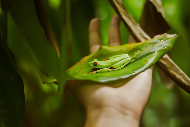 Tropical Rainforest, Hanging Bridges And Jungle Sloths Sanctuary - Wildlife Encounters and Hiking